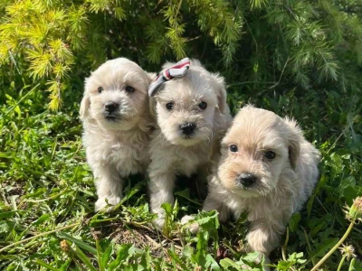 Maltipoo