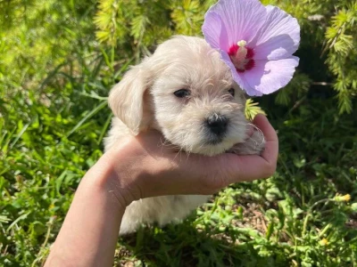 Maltipoo