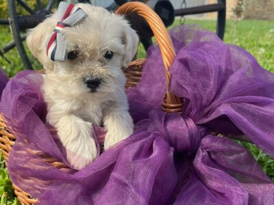 Maltipoo