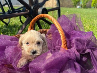 Maltipoo
