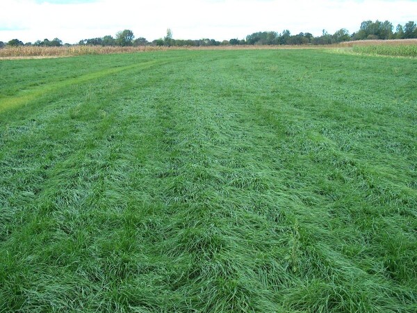 MARA - VRHUNSKA RWA SORTA ENGLESKOG LJULJA