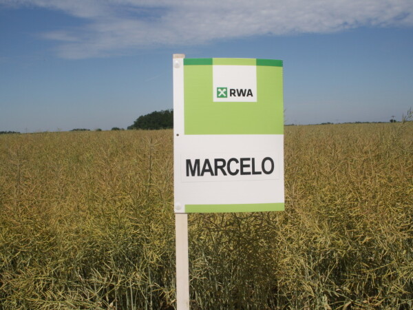 MARCELO – RWA sorta uljane repice