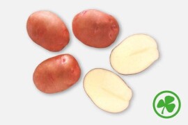 Margarita 35/55, poly vreća 10 kg