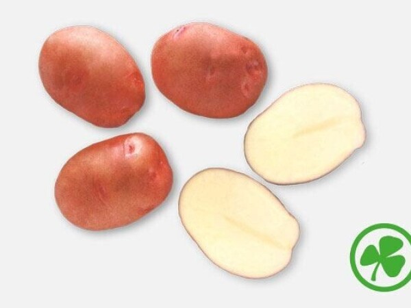 Margarita 35/55, poly vreća 10 kg