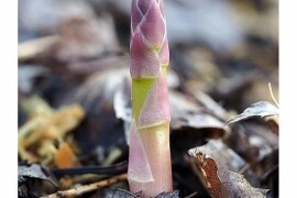 Špargla-asparagus rasad