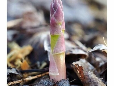 Špargla-asparagus rasad