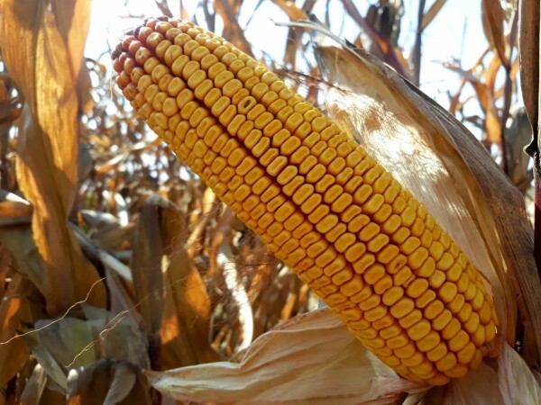 MAS 34.B - MAS SEEDS hibridi kukuruza u našoj ponudi