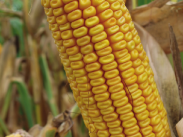 MAS 35.K -MAS SEEDS hibridi kukuruza u našoj ponudi