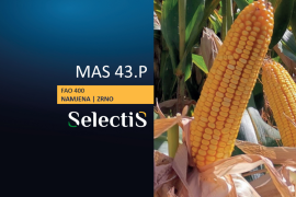 MAS 43.P - SelectiS hibrid kukuruza