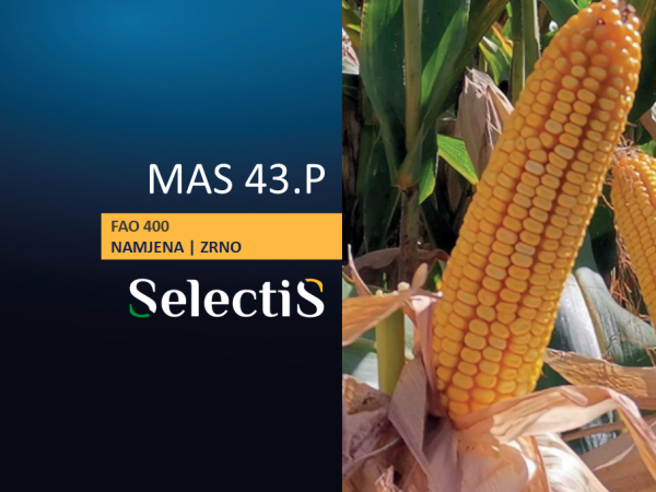 MAS 43.P - SelectiS hibrid kukuruza