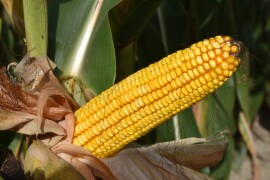 MAS 43P - fao 400 - MAS Seeds hibrid kukuruz