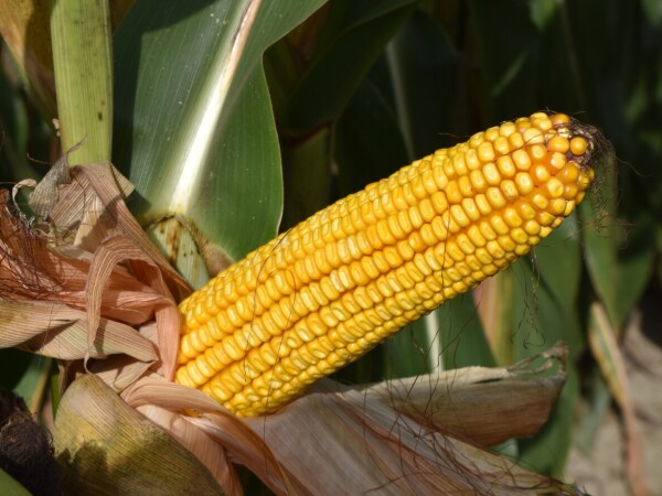 MAS 43P - fao 400 - MAS Seeds hibrid kukuruz