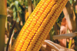 MAS 448.G - Kolos (fao 440) - MAS Seeds hibrid kukuruza