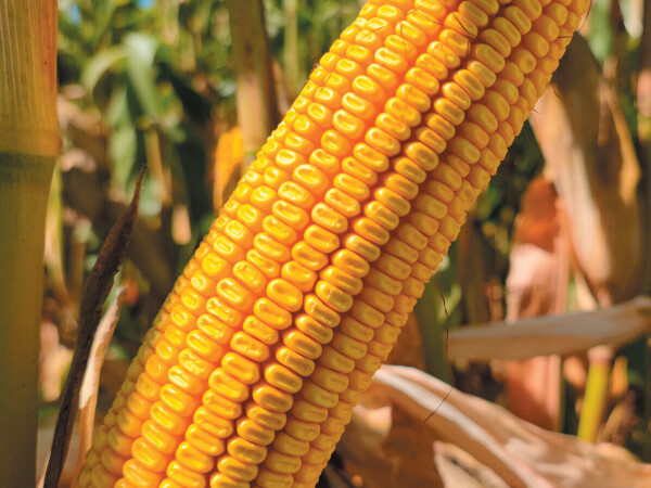 MAS 448.G - Kolos (fao 440) - MAS Seeds hibrid kukuruza