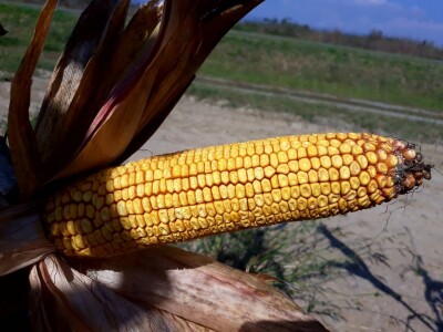 MAS 45.M - MAS SEEDS hibridi kukuruza u našoj ponudi