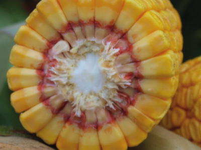 MAS 45.M - MAS SEEDS hibridi kukuruza u našoj ponudi