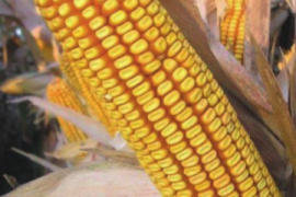 MAS 48.L - MAS SEEDS hibridi kukuruza u našoj ponudi