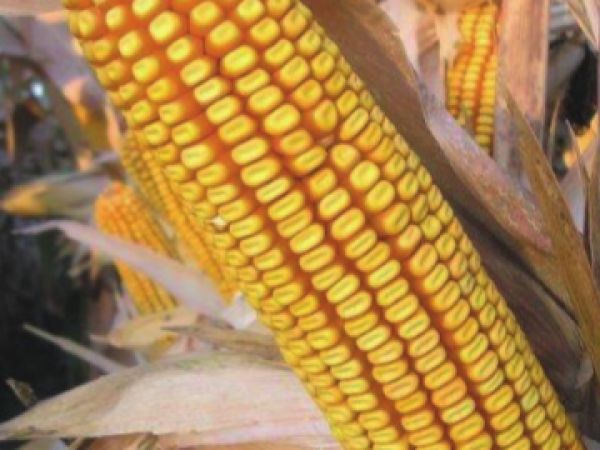 MAS 48.L - MAS SEEDS hibridi kukuruza u našoj ponudi