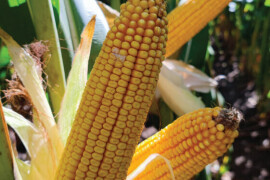 MAS 524.A - fao 450 - MAS Seeds hibrid kukuruz