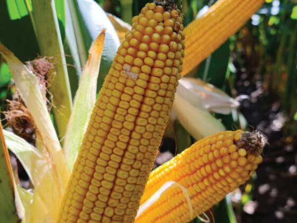 MAS 524.A - fao 450 - MAS Seeds hibrid kukuruz