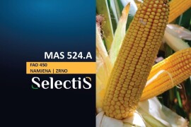 MAS 524.A - SelectiS hibrid kukuruza