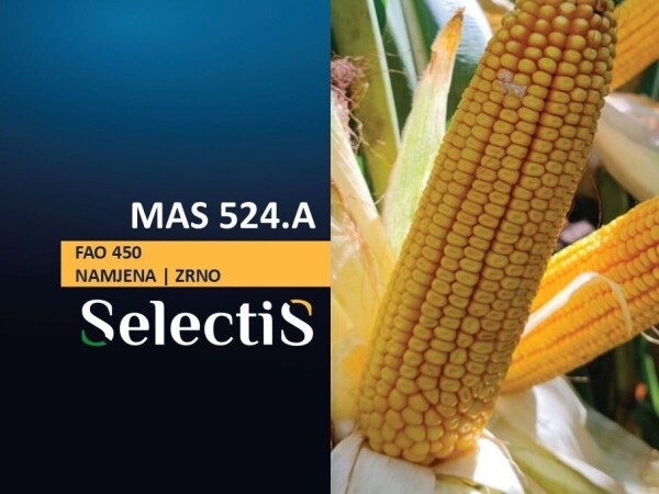 MAS 524.A - SelectiS hibrid kukuruza