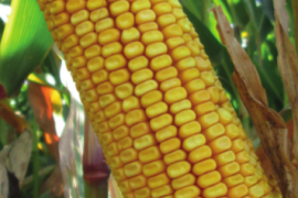 MAS 56.A - MAS SEEDS hibridi kukuruza u našoj ponudi