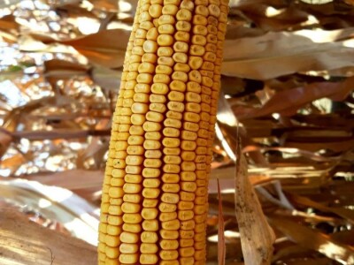 MAS 56.A - MAS SEEDS hibridi kukuruza u našoj ponudi