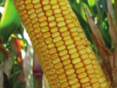 MAS 56.A - MAS SEEDS hibridi kukuruza u našoj ponudi