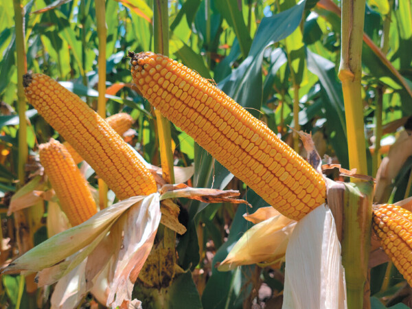 MAS 582.D – fao 550 - MAS Seeds hibrid kukuruza