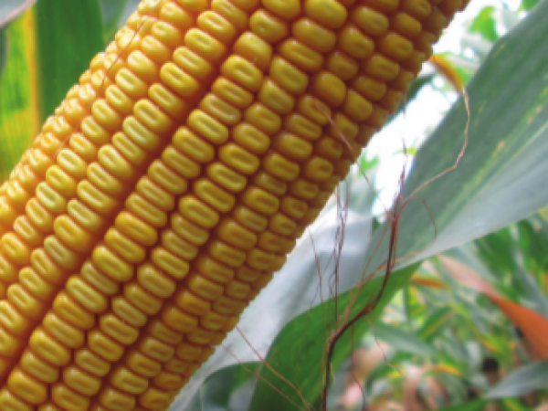 MAS 70.F - MAS SEEDS hibridi kukuruza u našoj ponudi