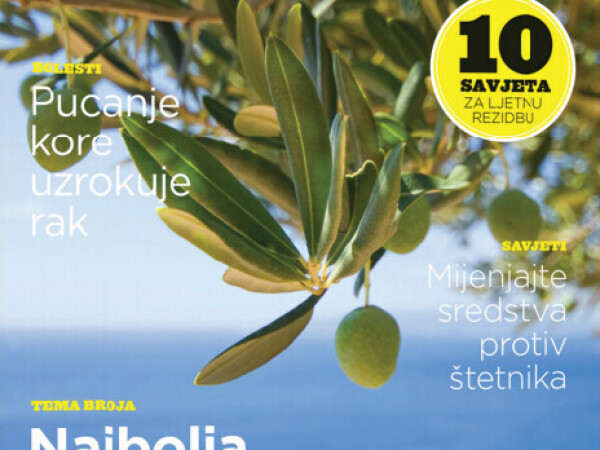 Maslinar za Maslinara