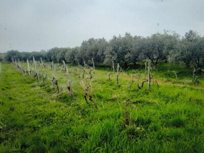 Maslinik i vinograd 9.560 m2 - Sveti Lovreč