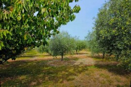 Maslinik i vinograd 9.560 m2 - Sveti Lovreč