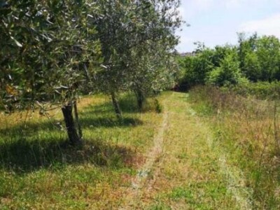 Maslinik i vinograd 9.560 m2 - Sveti Lovreč