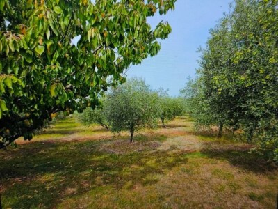 Maslinik i vinograd 9.560 m2 - Sveti Lovreč