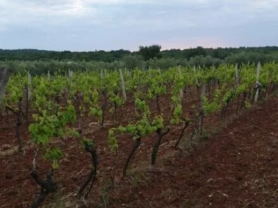 Maslinik i vinograd 9.560 m2 - Sveti Lovreč