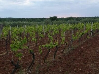 Maslinik i vinograd 9.560 m2 - Sveti Lovreč