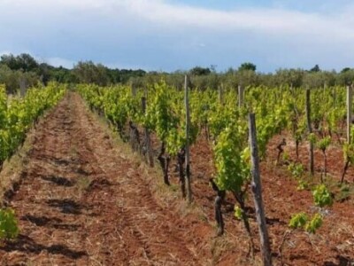 Maslinik i vinograd 9.560 m2 - Sveti Lovreč