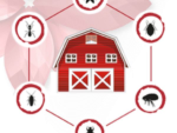 MAXI STARR SVJEŽI i ŽITNI MAMAC