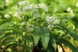 SRIJEMUŠ Allium ursinum
