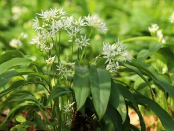 SRIJEMUŠ Allium ursinum