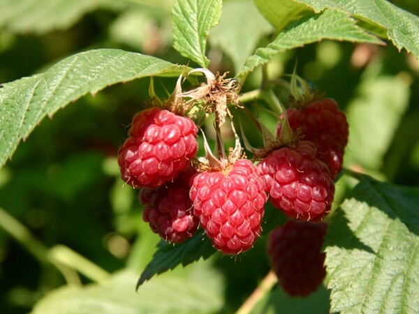 Malina - sorta Meeker sadnice golog korena