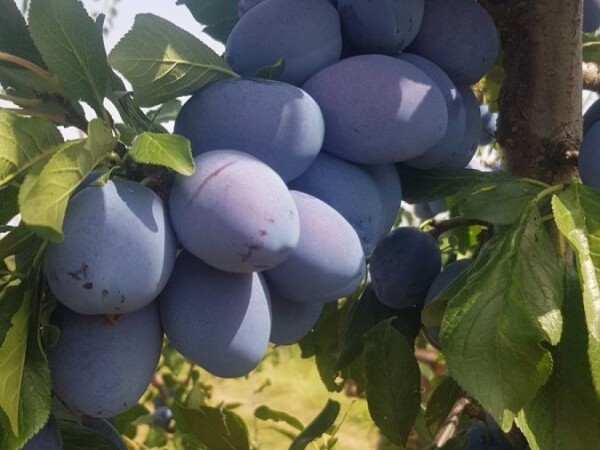 MEKA i LJUTA sljivovica 0603400028