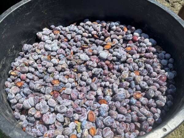 Meka rakija od sljive 0614094349