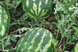 Lubenica Melia F1 500 sem