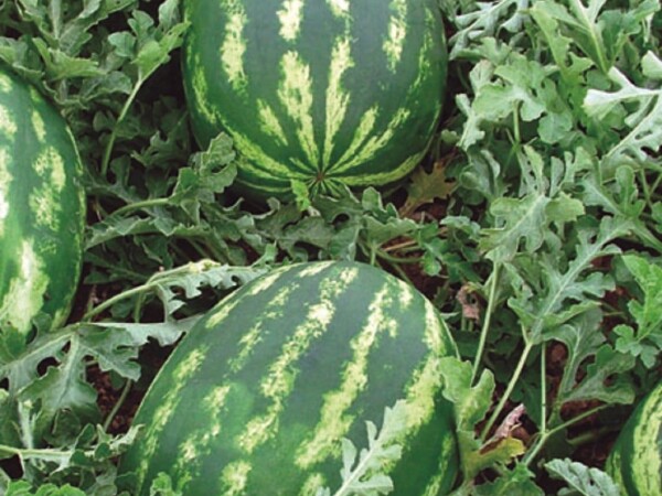 Lubenica Melia F1 500 sem