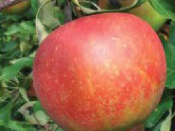 Melrose - Sadnice - Jabuka