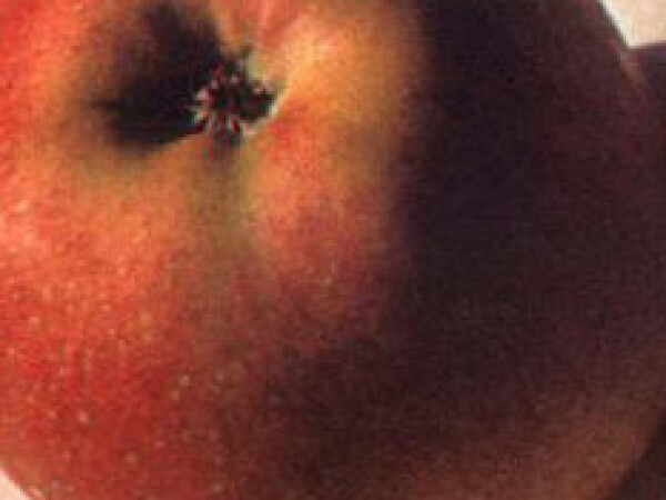 Jabuka - Melrose - sadnice