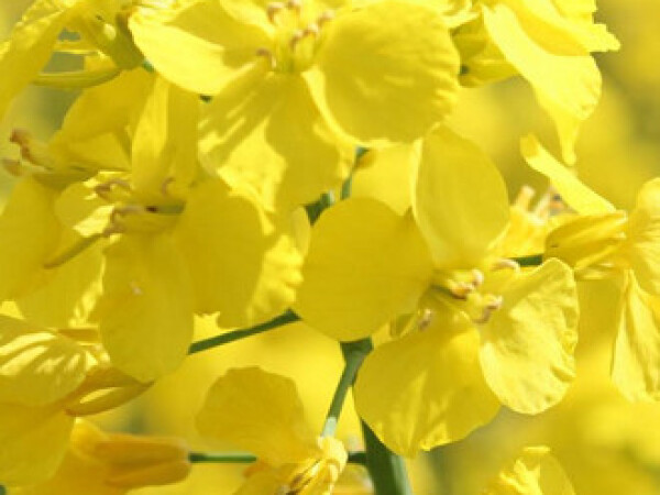 Memori CS - repica koja se pamti